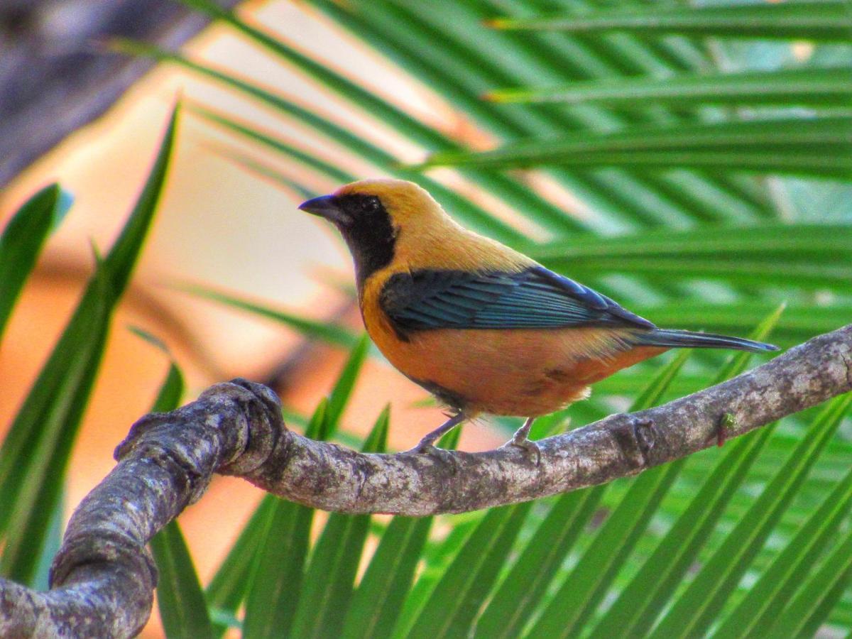 Pousada Anaue Cipo Serra do Cipo National Park Екстер'єр фото
